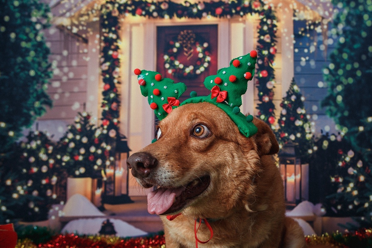 O cachorro Caramelo foi uma das estrelas do ensaio fotográfico da Vale (Foto: Vale/ Divulgação)