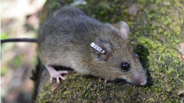 BBC Oligoryzomys nigripes, ou rato-do-arroz, também porta vírus (Foto: UFRGS/Via BBC News Brasil )