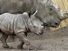 Bebê rinoceronte-branco passeia com a mãe em zoo da Alemanha