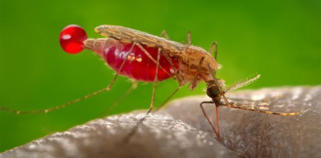 As pessoas infectadas pelo parasita causador da malária são mais atraentes que os indivíduos saudáveis para os mosquitos vetores da doença (Foto: WIKIMEDIA COMMONS/CDC/JAMES GATHANY)