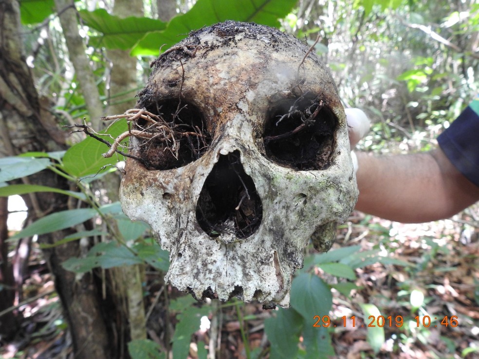 Crânio humano foi encontrado por caçador — Foto: Divulgação