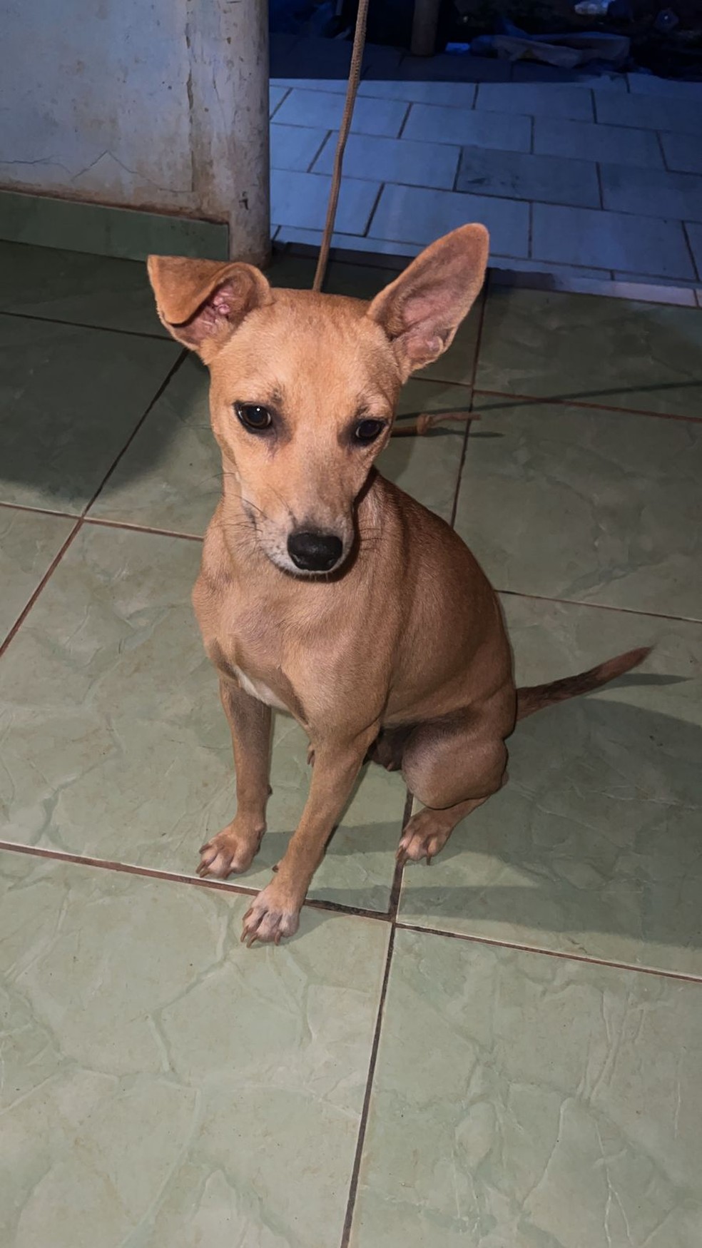 Cachorrinha Princesa acuou macaco, que correu atrás dela com uma faca — Foto: Cedida