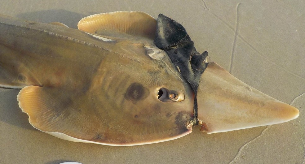 Máscara impediu raia de se alimentar e nadar no litoral paulista  — Foto: Instituto Gremar