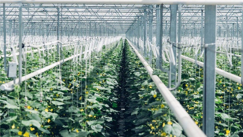Vendido para uma estufa próxima, gás é usado para cultivar plantas (Foto: Climeworks)