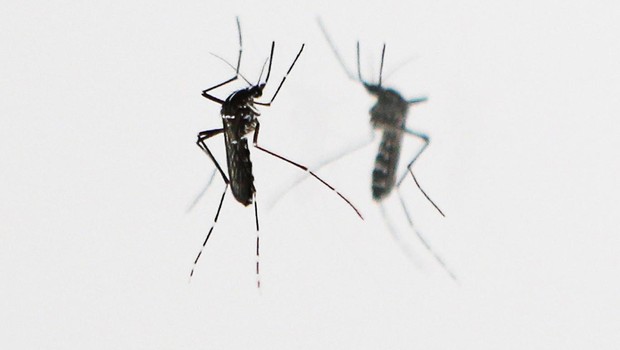 Mosquito Aedes aegypti, transmissor de doenças como zika vírus, dengue e febre chikungunya (Foto: Valery Hache/AFP/Getty Images)