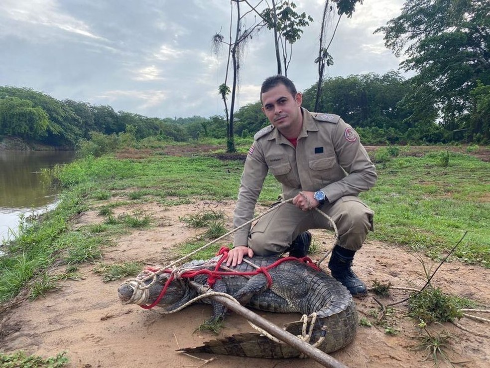 Após ser capturado, Jacaré foi devolvido ao habitat natural — Foto: Divulgação/Corpo de Bombeiros