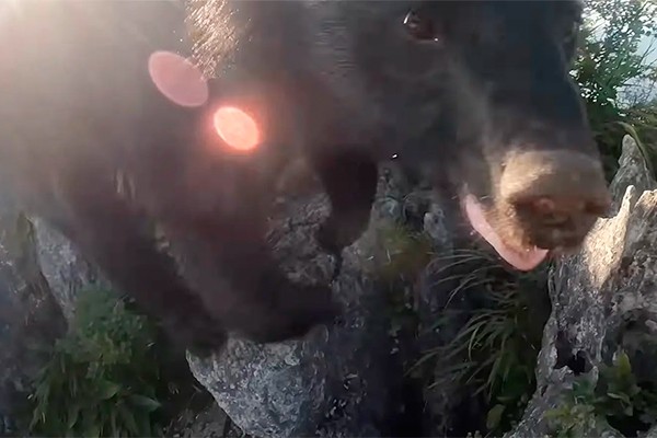 Urso ataca alpinista no Japão (Foto: reprodução )