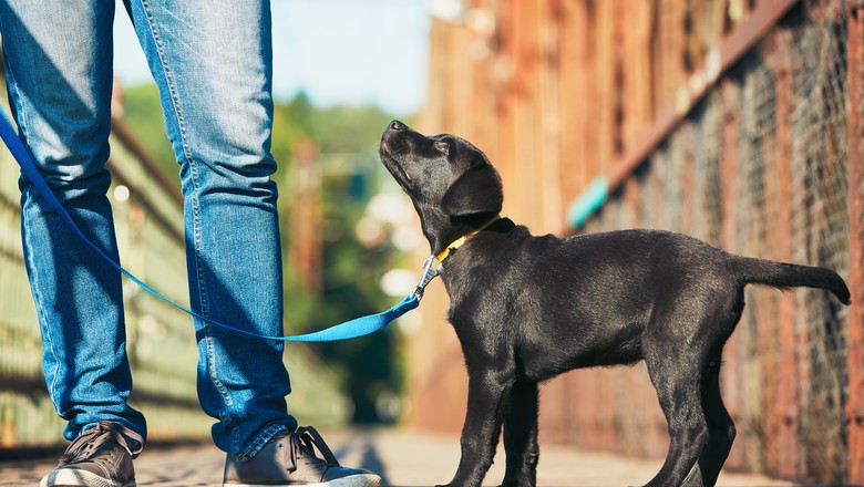 cão-pet-transporte-cachorro (Foto: Getty Images)