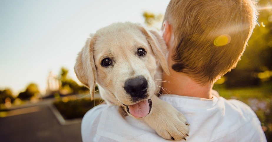 Os testes mostraram que os cães levam em consideração as expressões faciais humanas para tomar decisões, já que pode ser mais fácil conseguir alguns petiscos de alguém mais amigável