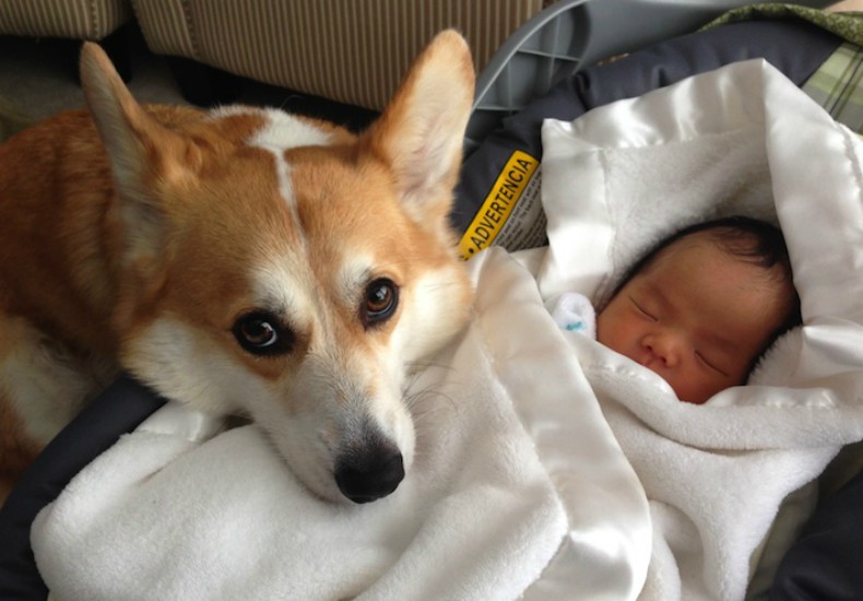 Cachorro ajuda pais inexperientes a cuidar de bebê (Foto: Chris Lowe)