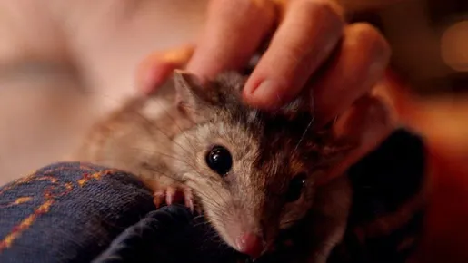 Muito sexo e pouco sono: pesquisa pode explicar morte de mamífero ameaçado