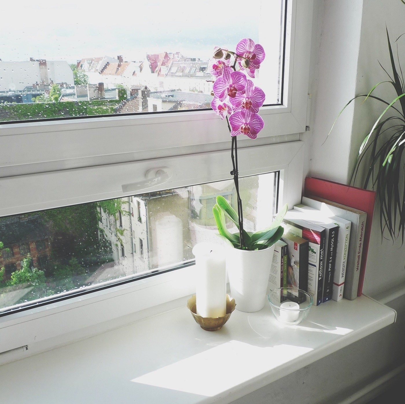 Como usar o baguá para curar a casa com plantas e flores (Foto: Getty Images/EyeEm)