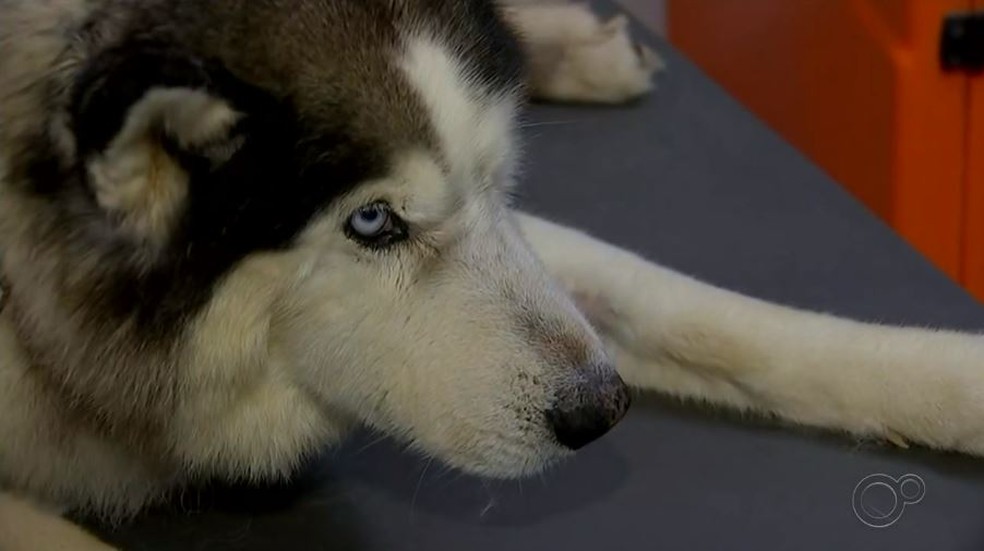 Cão é resgatado após ficar mais de 20 horas parcialmente enterrado em Guareí — Foto: Reprodução/TV TEM
