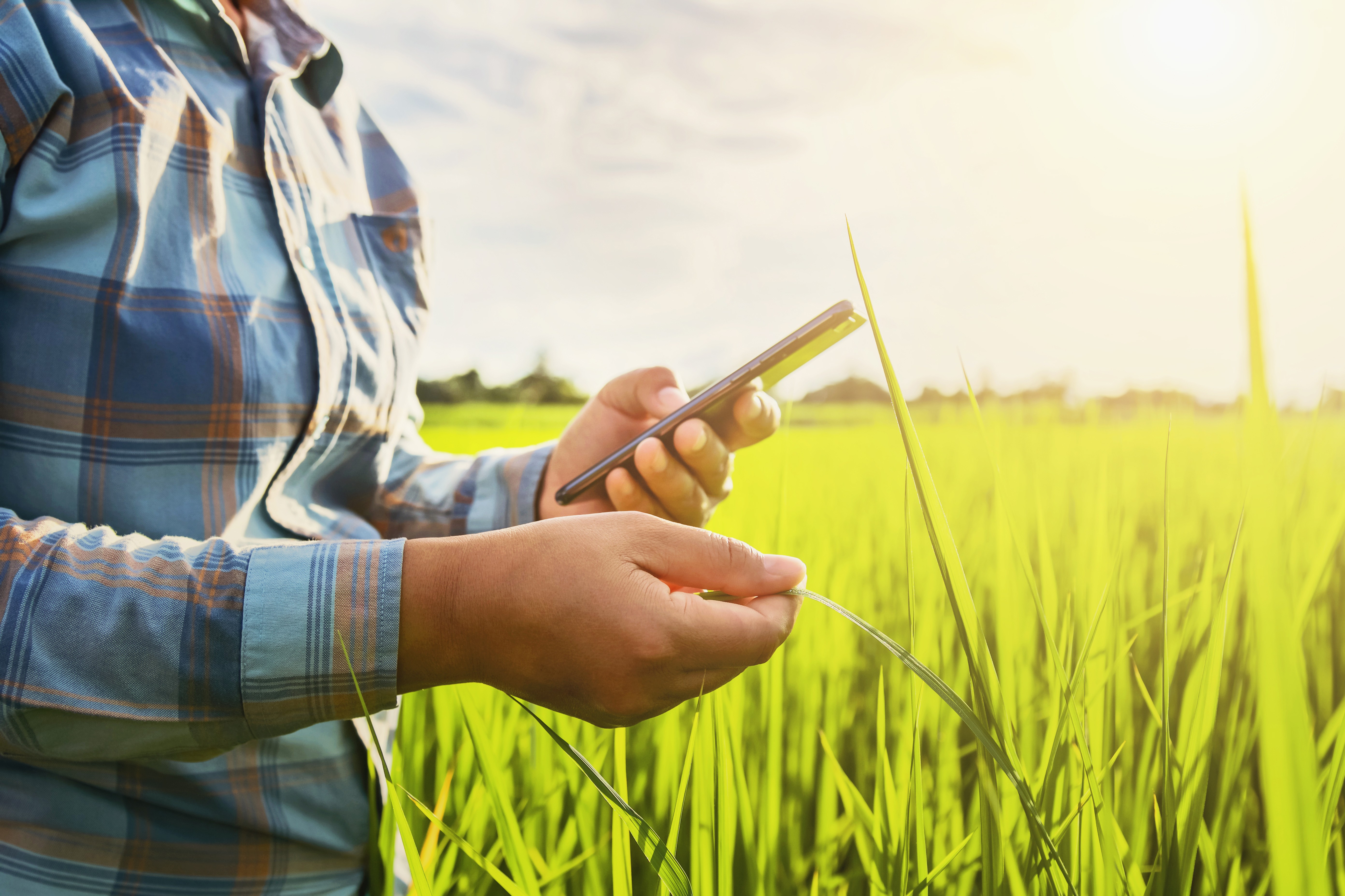 Smartphones auxiliam agricultores na administração da safra (Foto: Banco de imagens)