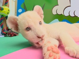 Público escolhe nome Clara para a primeira leoa branca nascida no Brasil (Foto: Reprodução)