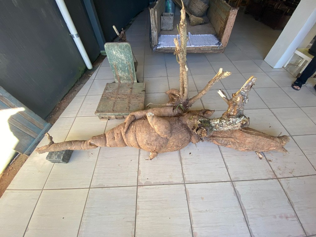 Pé de mandioca com mais de 100 kg é colhido em Pomerode, Santa Catarina — Foto: Tatiane Hansen/Jornal de Pomerode