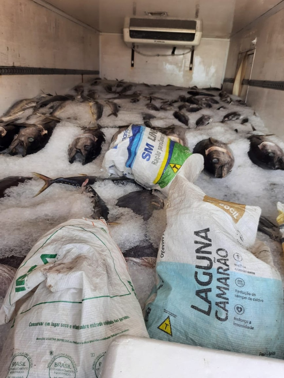 Secretaria de Tributação e PRF apreendem 28 toneladas de pescado irregular no RN — Foto: Cedida