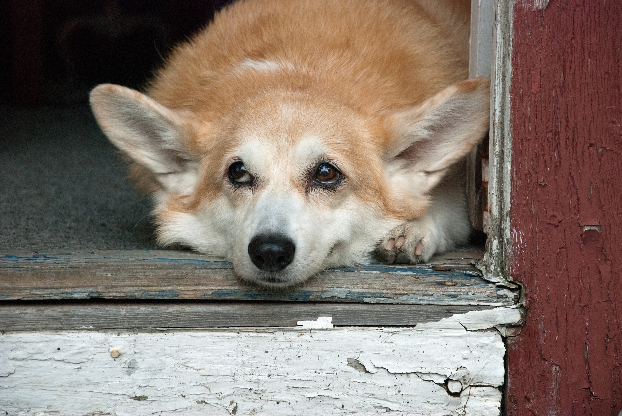 Os 15 cães mais inteligentes - À procura de cão