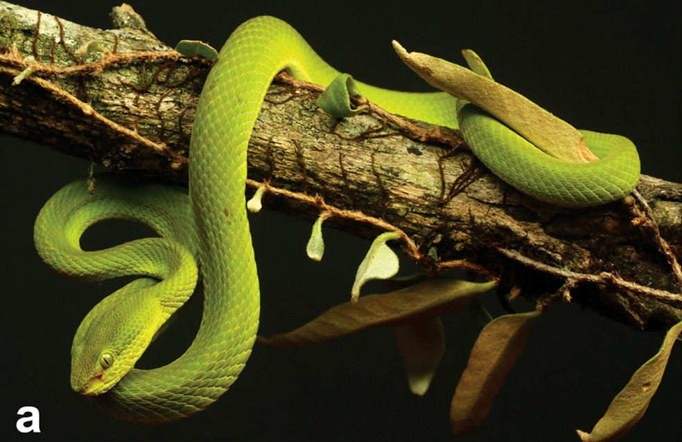 Trimeresurus salazar, nova espécie de cobra descoberta na índia, teve nome escolhido em homenagem a personagem de 'Harry Potter' — Foto: Divulgação