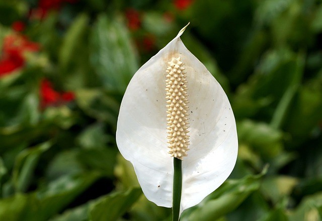 Lírio-da-paz: a flor purifica o ar e absorve energias negativas - Casa e  Jardim | Paisagismo