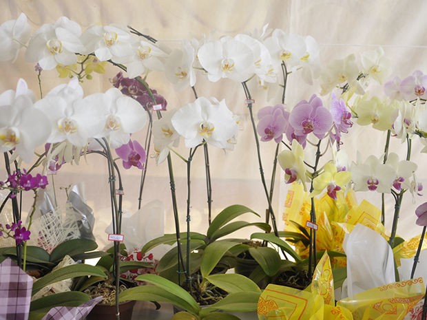 G1 - Festival de orquídeas em MT reúne 15 espécies e plantas nativas do  cerrado - notícias em Mato Grosso