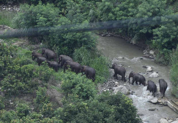 elefantes na china (Foto: VCG / Colaborador /Getty Images)