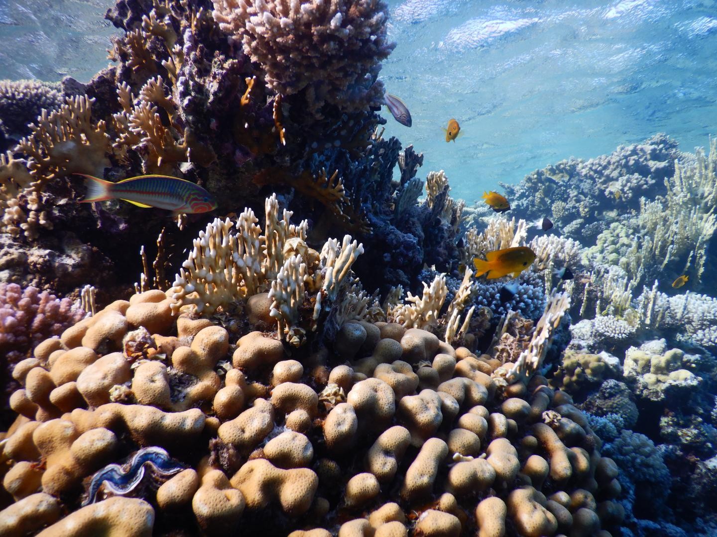 Corais ameaçados no Golfo de Aqaba no Mar Vermelho (Foto: Maoz Fine)