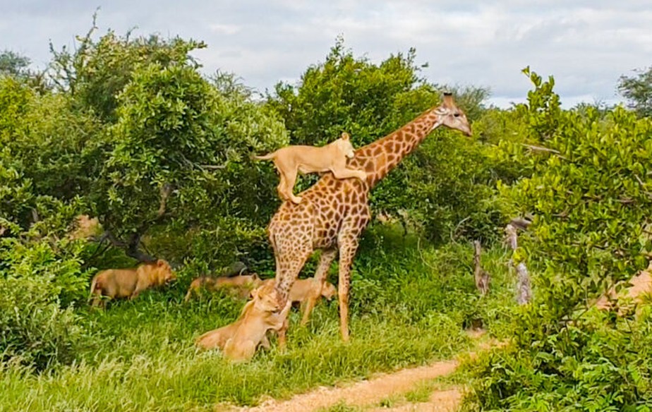 Leão subindo em girafa na tentativa de enfraquecê-la.