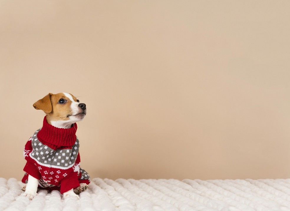 Os cães menores têm mais dificuldades para conservar o calor corporal — Foto: Freepik / Creative Commons