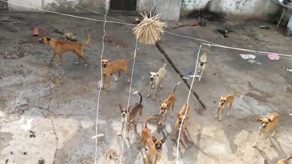 Polícia resgata quase 15 cães trancados sem água e comida em Teresina — Foto: Reprodução