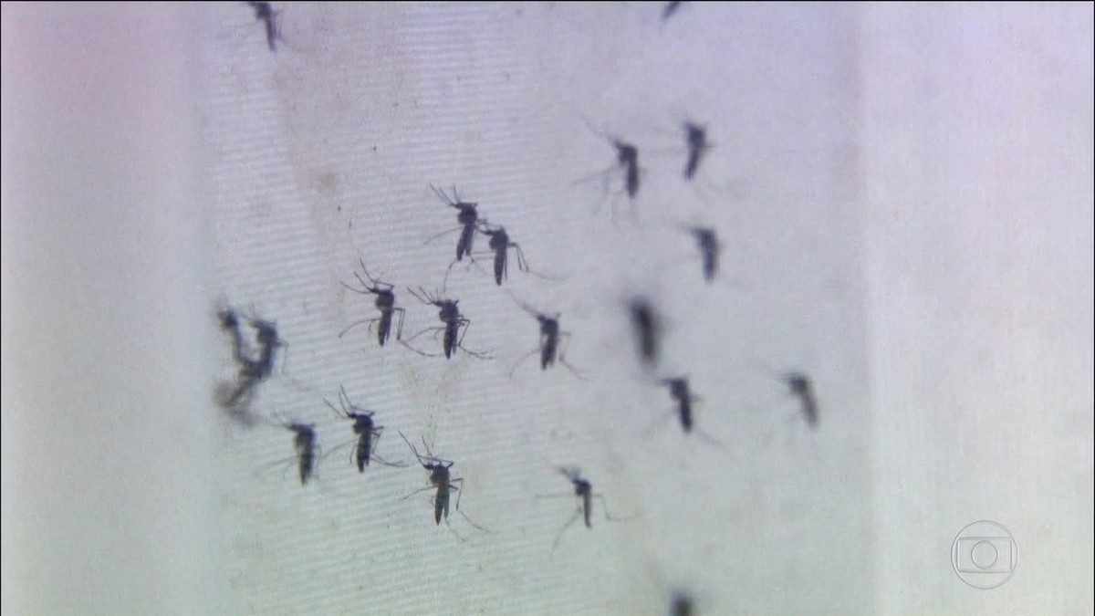 Resultado de imagem para Brasil registra 5 vezes mais casos de dengue que no ano passado