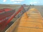 Colheita de milho chega a 155 mil hectares nesta semana em MT