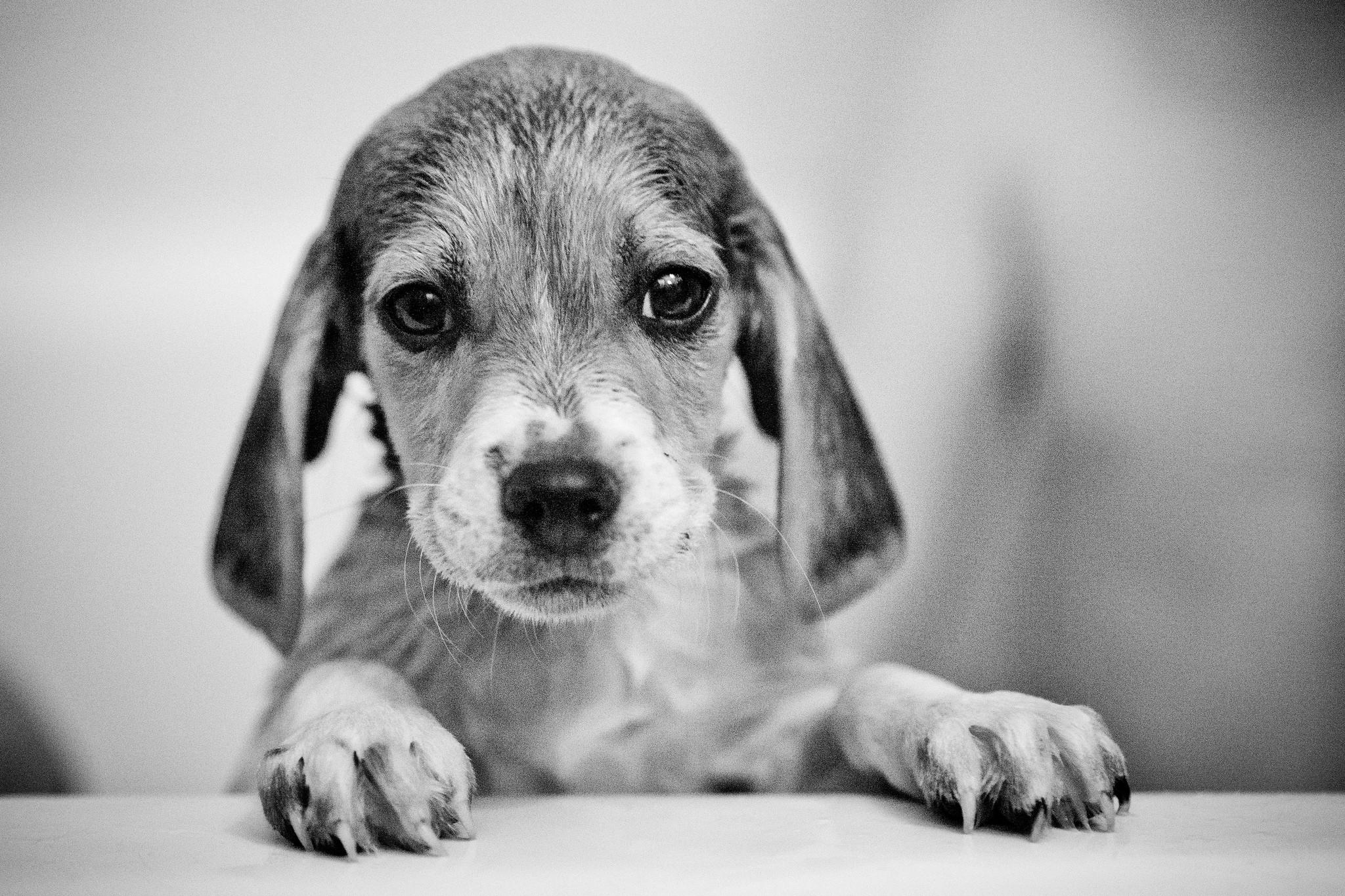 beagle (Foto: Flickr/Thomas Hawk)