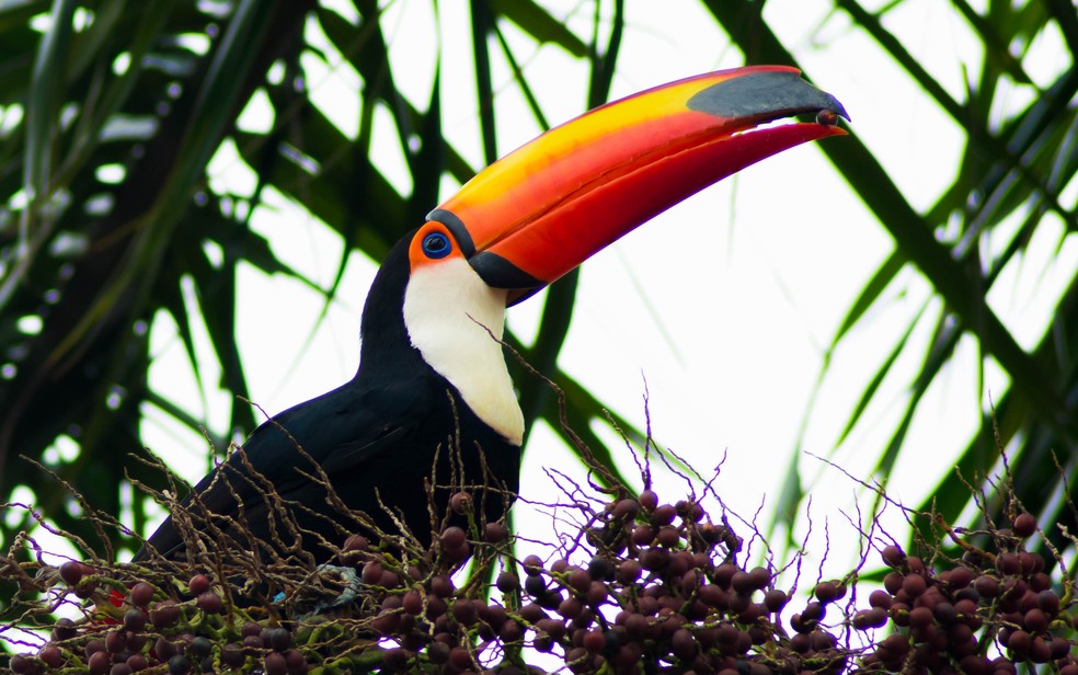 Olhares da natureza nas lentes do biólogo: cliques revelam detalhes da ...