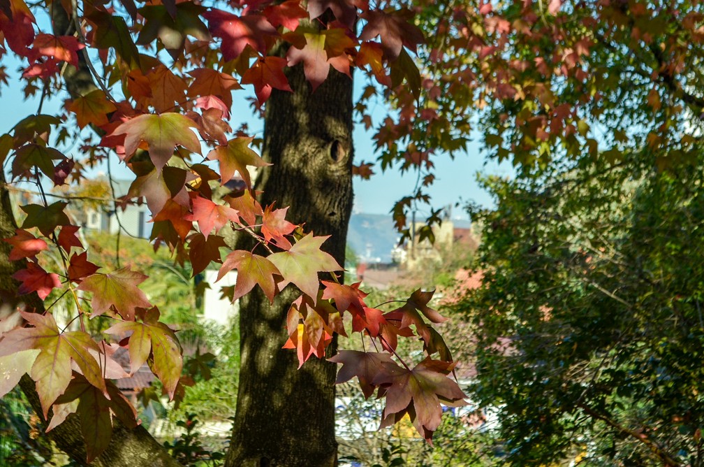 Outono começa nesta segunda (20) — Foto: Sergio Louruz/SMAMUS PMPA