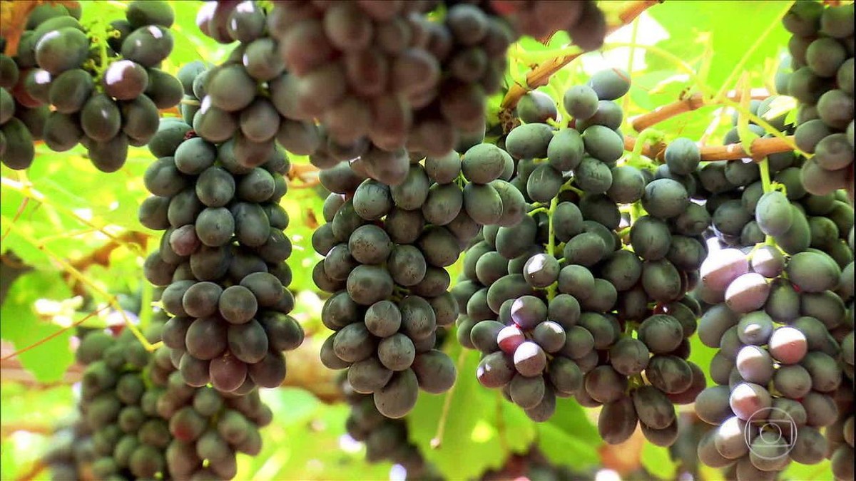 Saborosa, sem caroço e produtiva: conheça a uva BRS-Vitória thumbnail