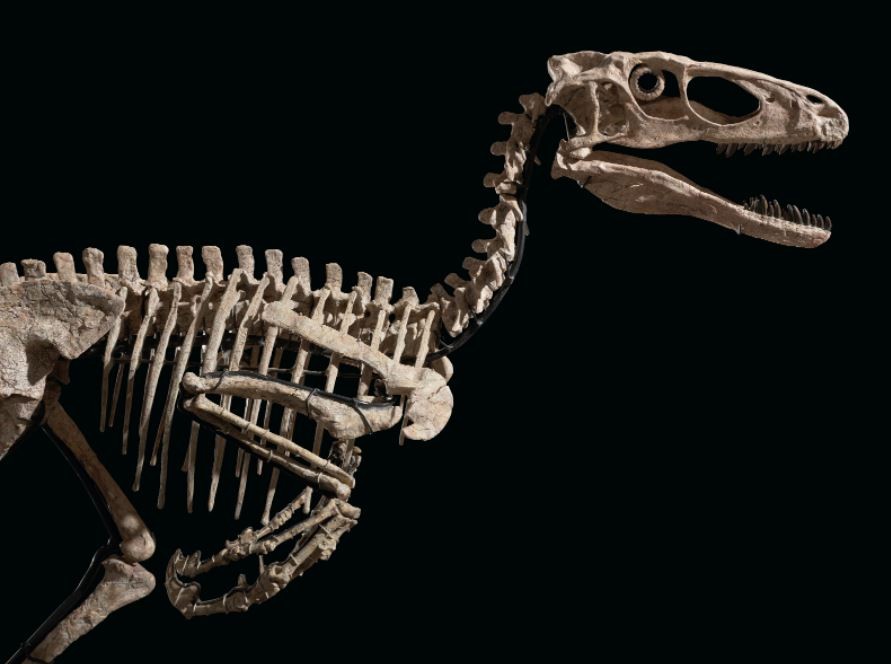 Esqueleto de Deinonychus de 3 metros desenterrado em Montana, nos EUA, em 2015 (Foto: Christie's)