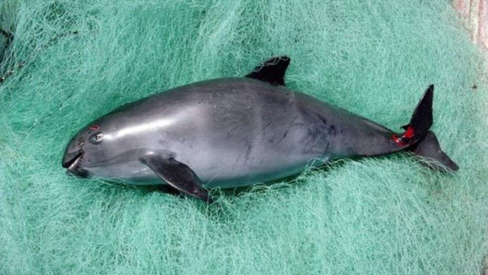 A proibição das redes de pesca pode ajudar a salvar os botos (Foto: Flip Nicklin - Minden Pictures)