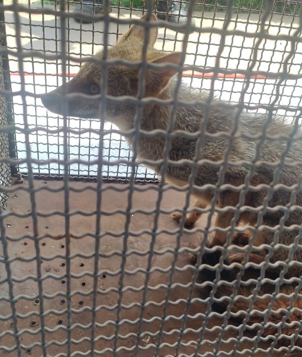 Raposa foi encontrada na Escola Municipal Samuel Pereira de Lima, no Jardim Satélite, em Ribeirão do Sul (SP) — Foto: Polícia Ambiental/Divulgação