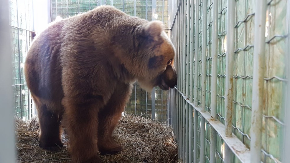 Casal De Ursos Chega A Santuario De Animais Em Joanopolis Fotos Vale Do Paraiba E Regiao G1