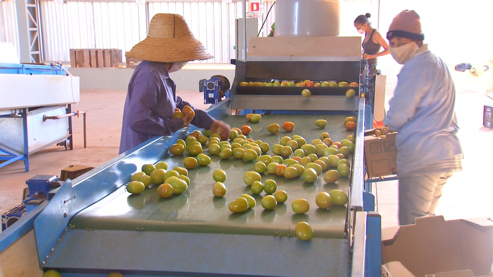 Cooperativa de Itápolis reúne pequenos produtores rurais — Foto: Reprodução/TV TEM