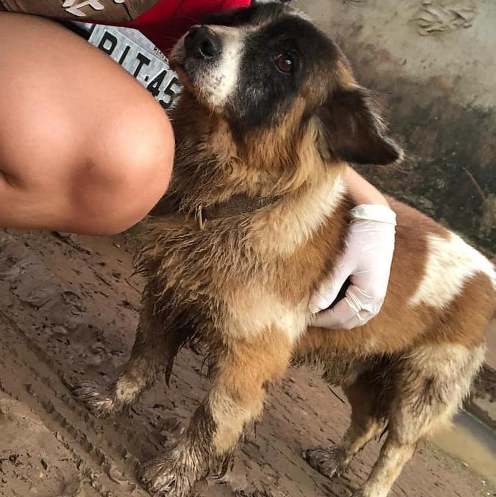 Animais foram atingidos no Parque Rodoviário.  — Foto: Delciana Arraes/Arquivo pessoal