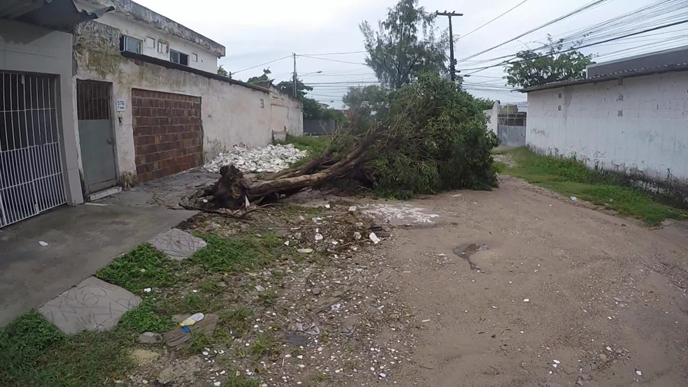 Árvore caiu durante a madrugada no bairro do Ipsep, no Recife, nesta quinta-feira (20) — Foto: Elvys Lopes/TV Globo