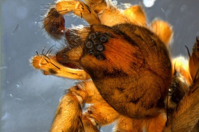 Aranha é descoberta por jovem garoto (Foto: Reprodução/BushBlitz)