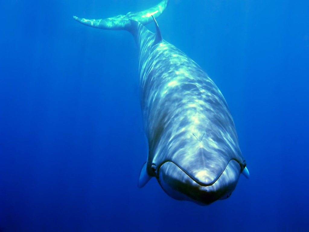 As baleias Minke estão com dificuldade de se comunicar a longas distâncias por causa da poluição sonora dos oceanos (Foto: Flickr)