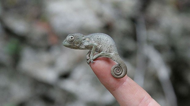 Camaleões bebês são tão pequenos... (Foto: Sam Driscoll/onebigphoto.com)