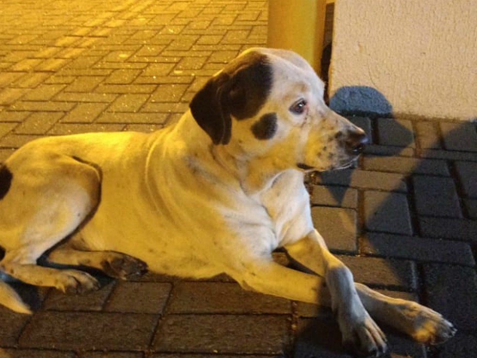 Cachorro seguiu ambulância que levava tutor atropelado — Foto: Arquivo pessoal