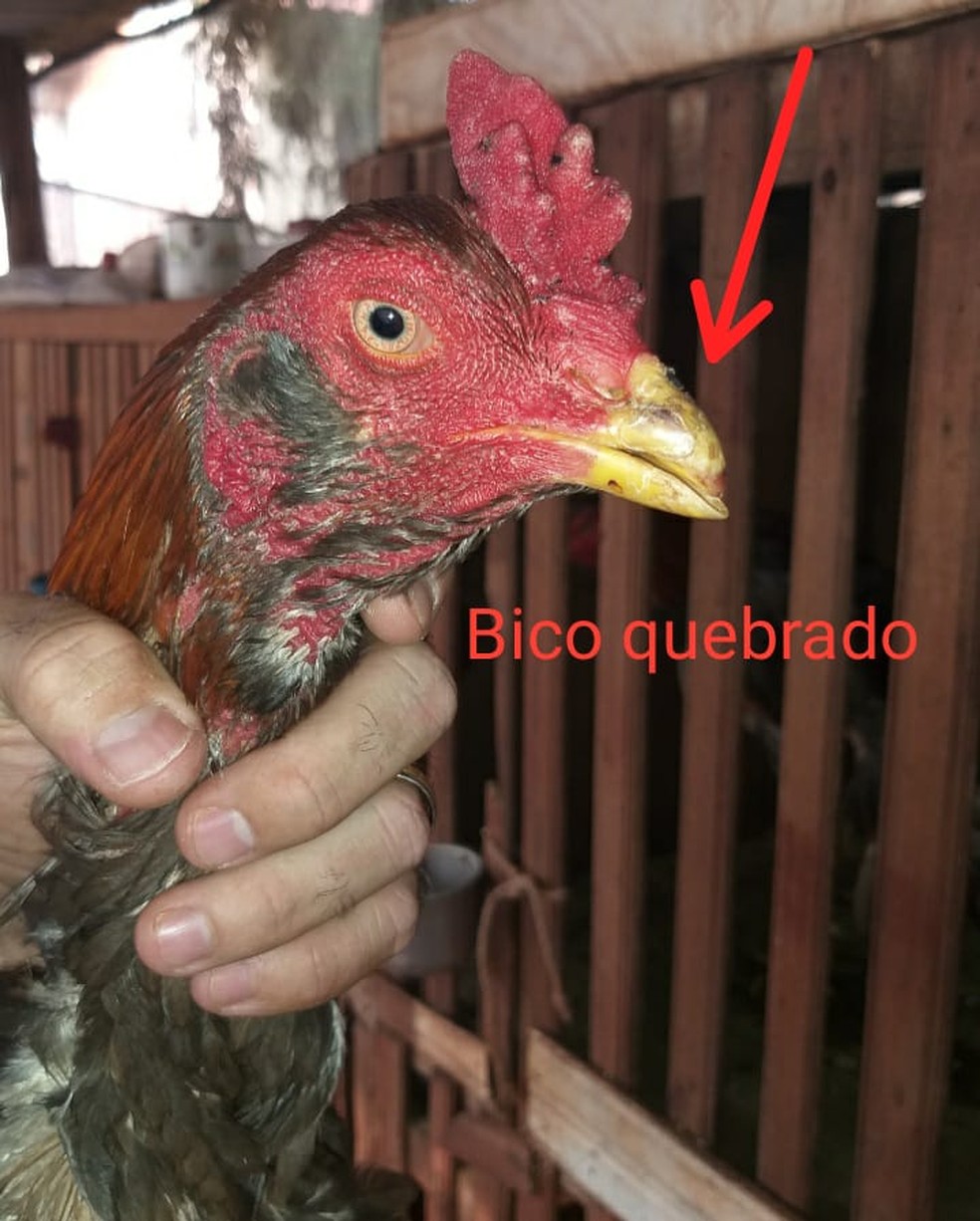 Aves foram encontradas em situação de maus tratos — Foto: Polícia Ambiental