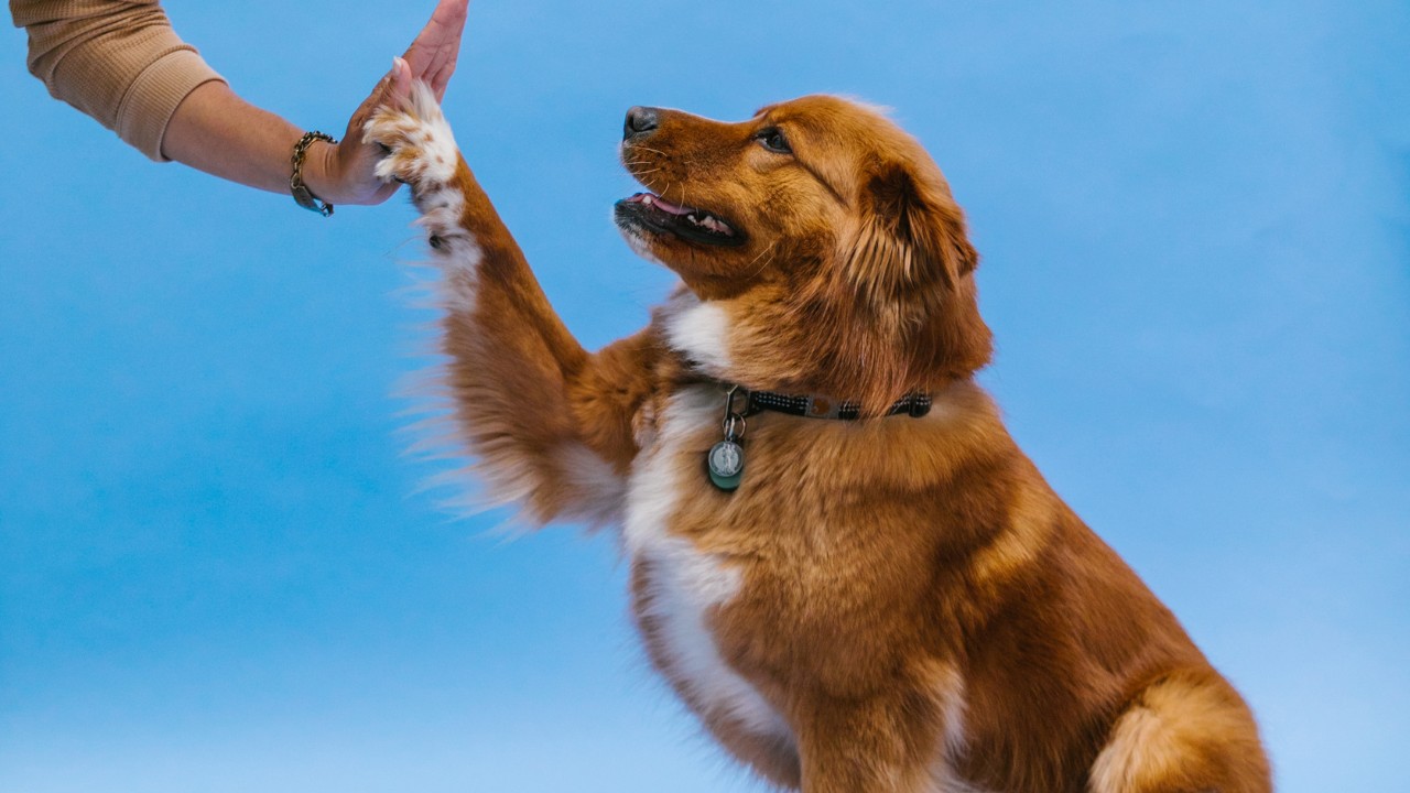 Tutores podem aprender técnicas de adestramento e truques para ensinar seu cachorro (Foto: Canva / Creative Commoms)