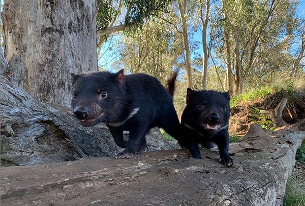 Dois diabos-da-tasmânia criados em um santuário australiano Aussie Ark (Foto: Instagram)